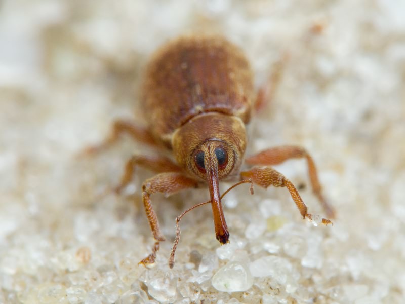 Dorytomus melanophthalmus (Paykull, 1792)